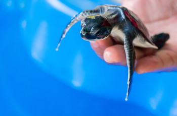 Sea turtle hatchery & conservation project